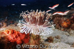 Cerianthus Membranaceus by Vittorio Durante 